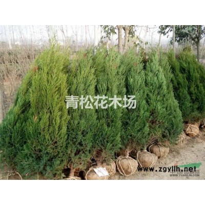 桂花5圖片\桂花5報價