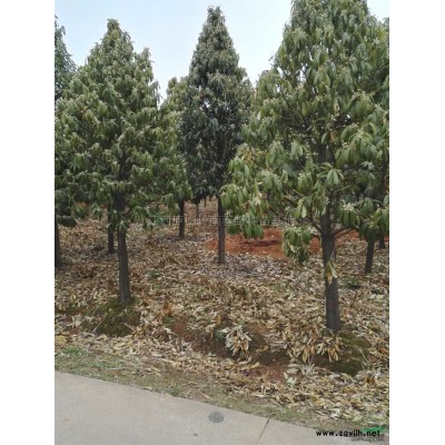 江西桂花樹信息