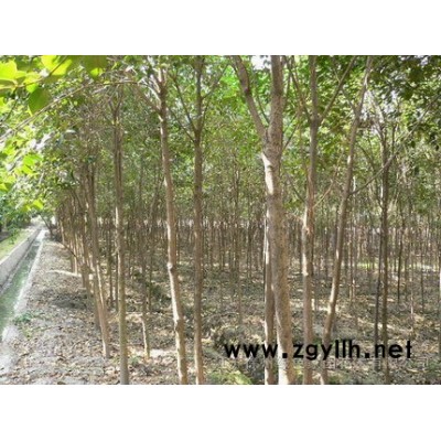 法桐、白蠟、大葉女貞(急售)