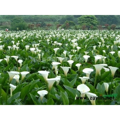 江蘇地區(qū)低價供應(yīng) 大葉女貞 各種規(guī)格 米徑1-20公分都有