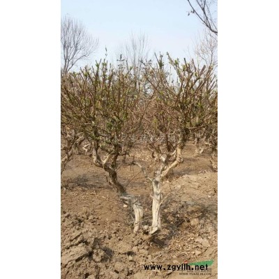 高桿大葉女貞苗