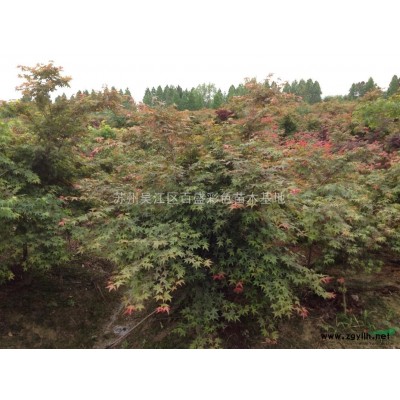 吳江區桃源供應大葉女貞