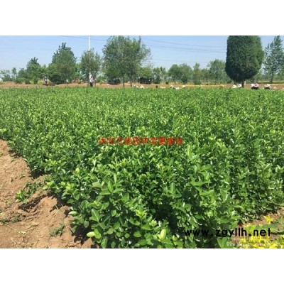 萬綠云杉、枇杷、白臘、黃連木、泡桐、含笑、喜樹、杜英、落羽杉