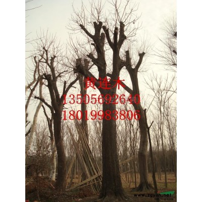 8-15公分杜英供應/8-15公分杜英圖片