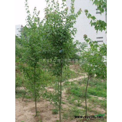 江西杜英價格，江西杜英報價，江西杜英直銷