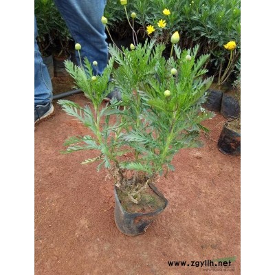 重慶供應(yīng)桂花