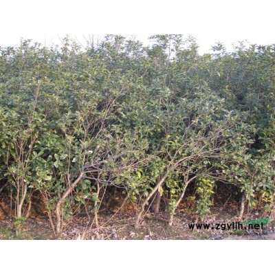 供應8-10公分的光桿香樟杜英重陽木，共有2000棵