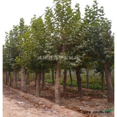 供應(yīng)銀杏、法桐、青桐、大葉女貞、合歡、欒樹、白蠟