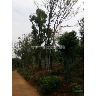 湖北杜英 咸寧杜英價格 規格*的杜英基地