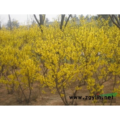 江蘇大葉女貞*新報價/大葉女貞圖片