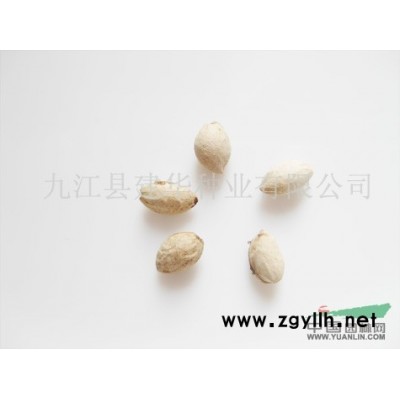 大葉女貞種子\冬青種子 四季青種子