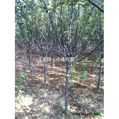 桂花報價/安徽桂花報價