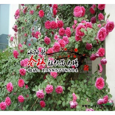 花卉種子 杜英種子 新采杜英種子 保證發芽率 可貨到付款