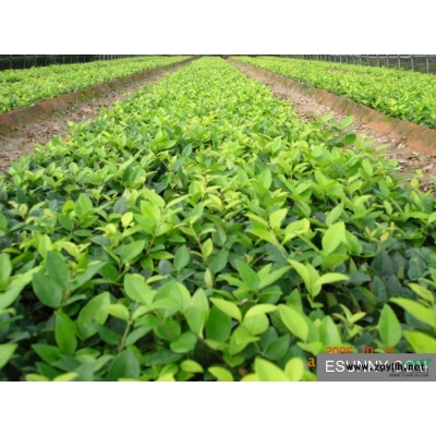 碧桃3-4-5-6-公分,絲棉木,大葉女貞小苗20公分高