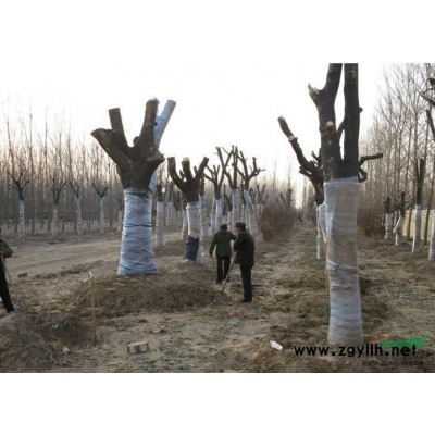 黑龍江出售垂柳 紫葉李 大葉女貞優(yōu)惠中