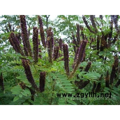 垂柳、意楊、白蠟、欒樹、大葉女貞、合歡等苗木