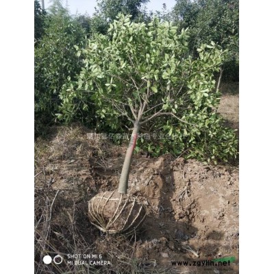 河南桂花介紹/特征/用途