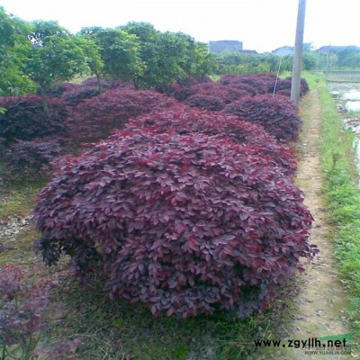 安徽桂花樹-安徽桂花樹習性