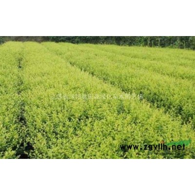 售銀杏、桂花、櫻花、大葉女貞、榆葉梅、紫薇、合歡