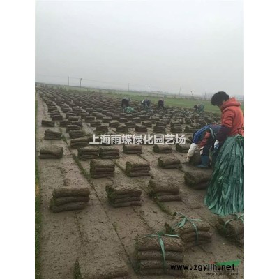 2016年桂花哪家好？*新桂花批發價格多少錢？