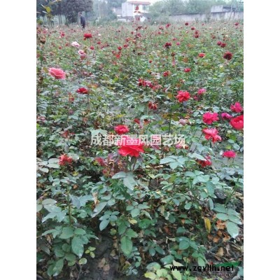 杜英，各規(guī)格杜英