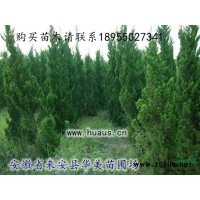 安徽來安9公分大葉女貞-冬青樹