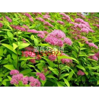 百日紅、白榆、北京欒板栗、白臘、側(cè)柏灑金柏杜英杜仲種子快遞*灑向球