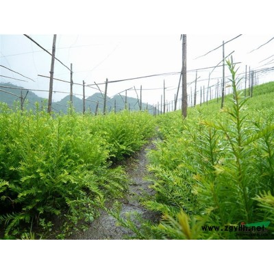 杜英小苗，杜英種子