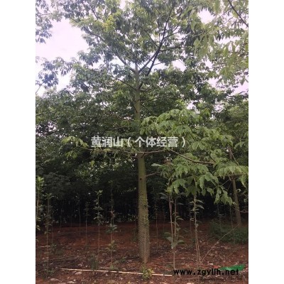 供應大腹木棉.小葉欖仁.羅漢松.人心果.四季桂花代苗