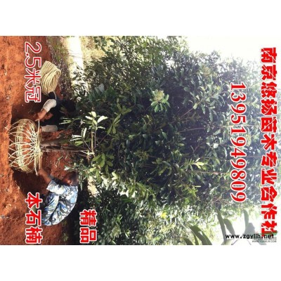 桂花，精品桂花樹，南京桂花價(jià)格