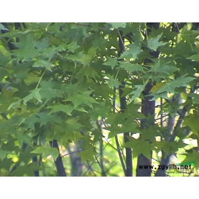 大葉女貞報價/江西大葉女貞報價