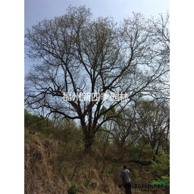 低價處理一*桂花樹。