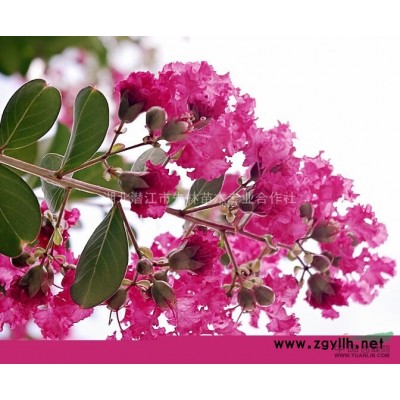 2015年桂花出售，湖北桂花批發，優質桂花供應