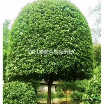 四川成都供應高桿桂花米徑1---20cm