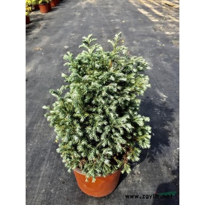 浙江地區(qū)大量出售精品桂花