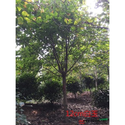 d15cm，p3.5米桂花供應/d15cm，p3.5米桂花圖片