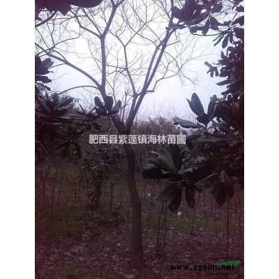 大規格樸樹，黃連木，烏桕，榔榆，桂花，重陽木，三角楓