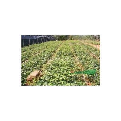 大葉女貞樹價格/大葉女貞報價/大葉女貞苗供應批發