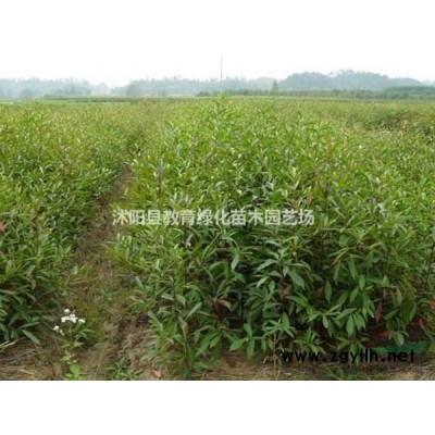 供應各種規格樂昌含笑，深山含笑，杜英，教育苗木專業銷售