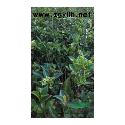 供3-5公分黃山欒樹，大葉女貞，紫薇，香樟，杜英，桂花，含笑