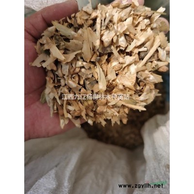 5公分杜英裝車現場 江西杜英樹苗價格 杜英小苗批發