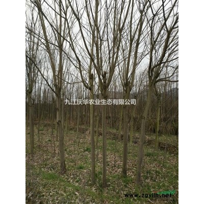 長勢好品相佳 帶大土球運輸 無中介產地直銷杜英小苗