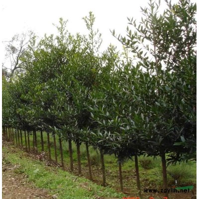 江西大葉女貞*新報價/大葉女貞圖片