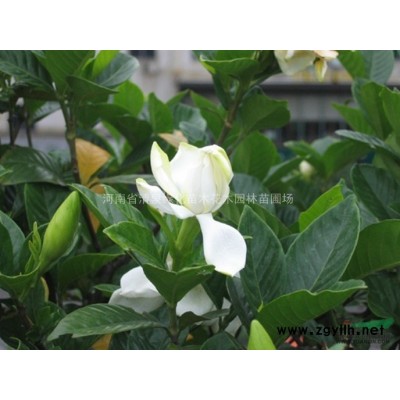 合歡、黃山欒樹、法桐、大葉女貞