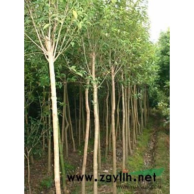 杜英樹價格更低