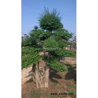 湖南桂花樹/湖南桂花樹供應(yīng)