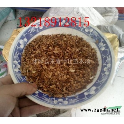 大葉女貞種子價(jià)格