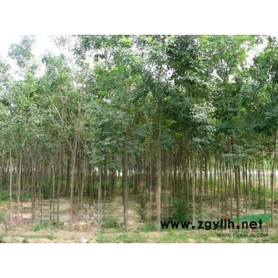 山東大葉女貞*新報價/大葉女貞圖片