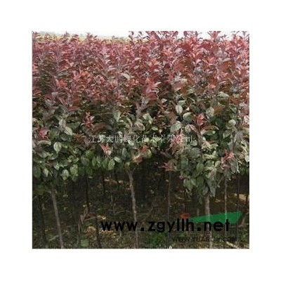 江蘇大鵬綠化苗木大葉女貞介紹