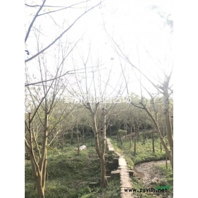 成都郫縣溫江崇州長期低價供應桂花球，桂花籠子，地籠桂花等喬灌